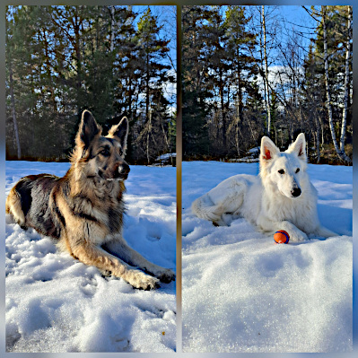 Eyla und Xora im norwegischen Schnee
