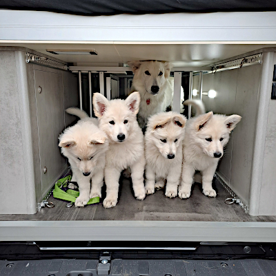 Eyla und ihre vier Welpen